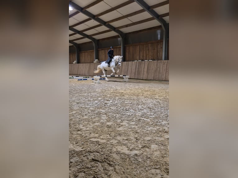 Francés de silla (Selle francais) Caballo castrado 13 años 170 cm White/Blanco in Luxembourg