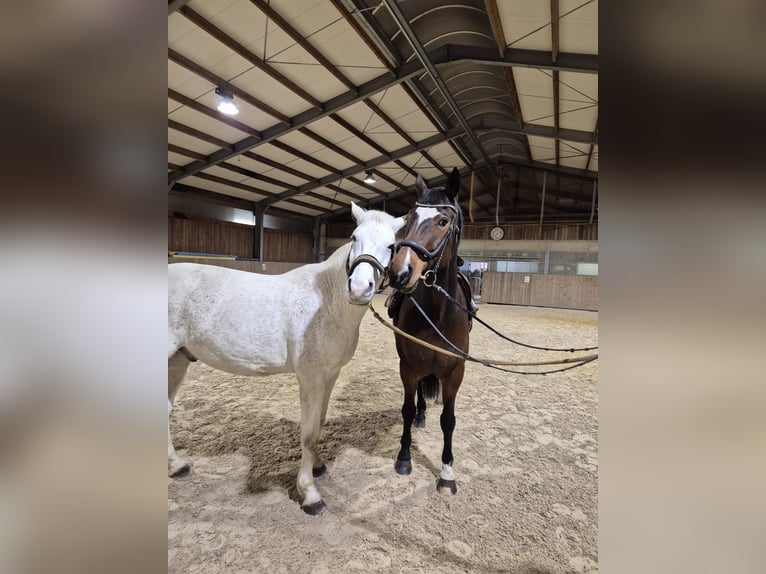 Francés de silla (Selle francais) Caballo castrado 13 años 170 cm White/Blanco in Luxembourg