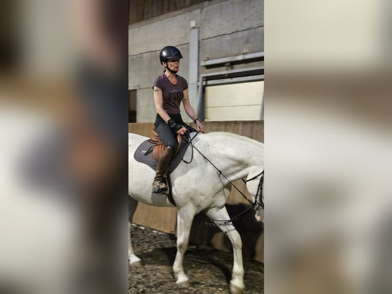 Francés de silla (Selle francais) Caballo castrado 13 años 170 cm White/Blanco in Luxembourg