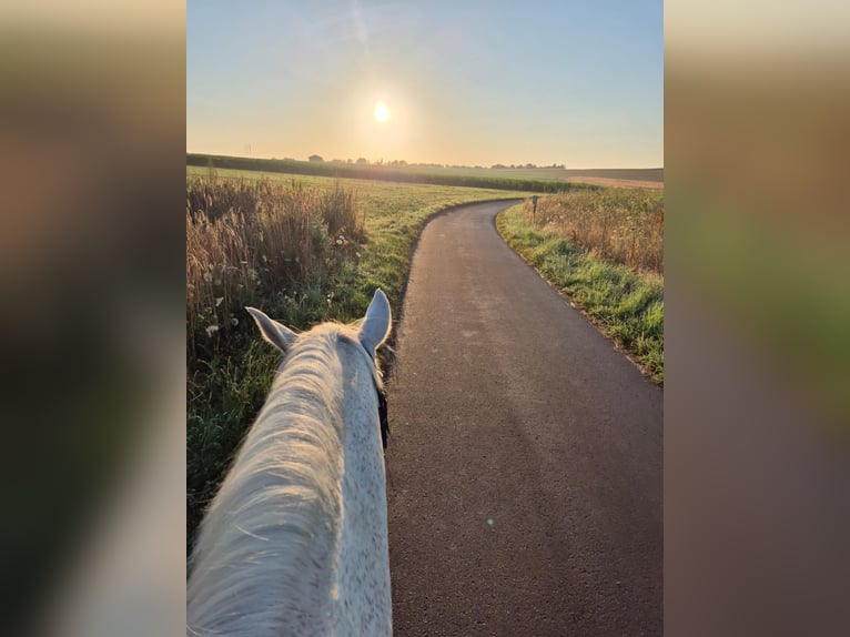 Francés de silla (Selle francais) Caballo castrado 13 años 170 cm White/Blanco in Luxembourg