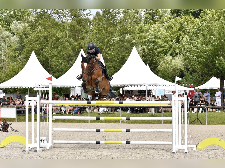 Francés de silla (Selle francais) Caballo castrado 13 años 173 cm Castaño in Langensoultzbach