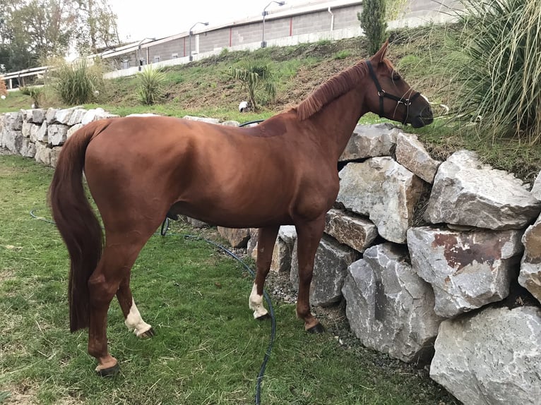 Francés de silla (Selle francais) Caballo castrado 13 años 174 cm Alazán in Luriecq