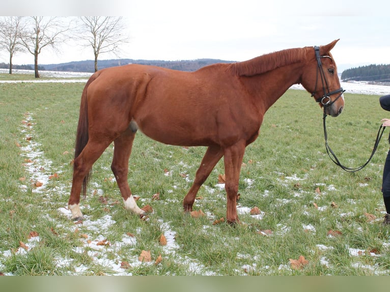 Francés de silla (Selle francais) Caballo castrado 13 años 175 cm Alazán in Eigeltingen