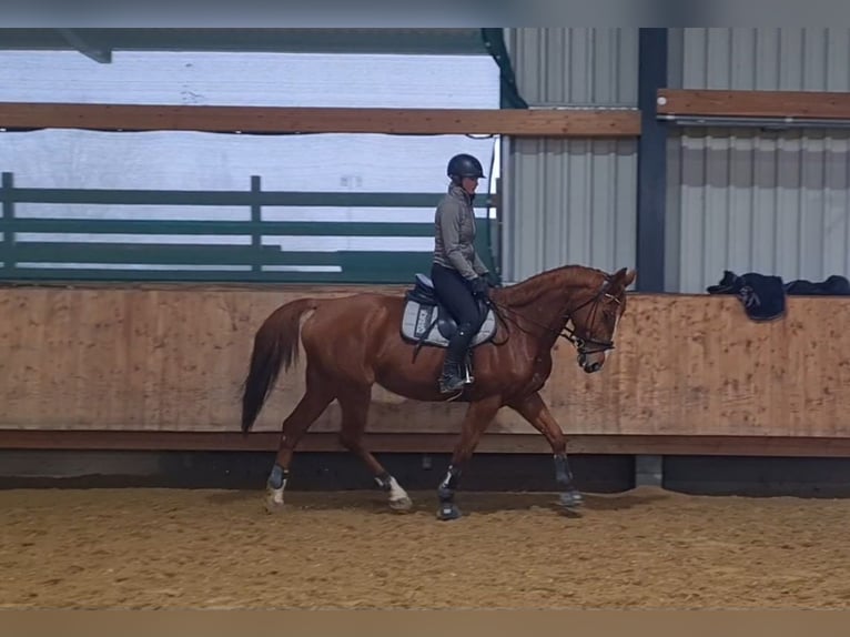 Francés de silla (Selle francais) Caballo castrado 13 años 175 cm Alazán in Eigeltingen