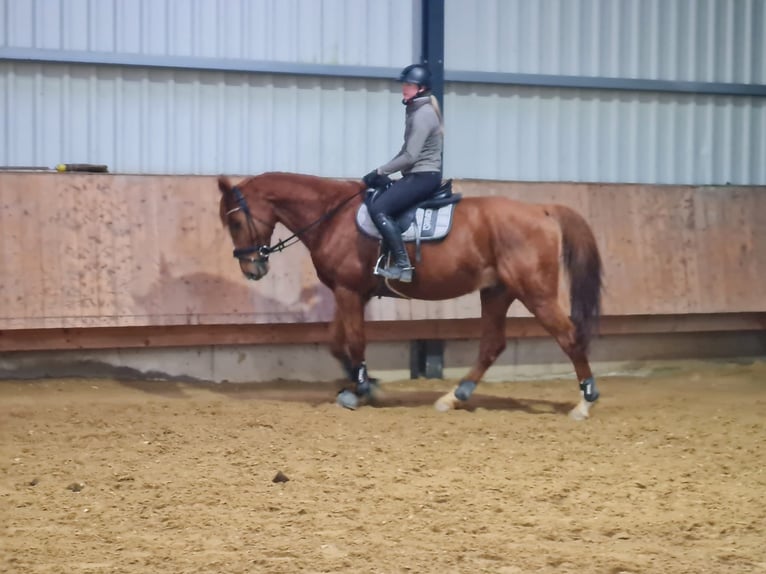 Francés de silla (Selle francais) Caballo castrado 13 años 175 cm Alazán in Eigeltingen