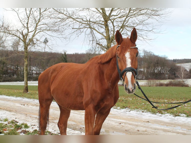 Francés de silla (Selle francais) Caballo castrado 13 años 175 cm Alazán in Eigeltingen