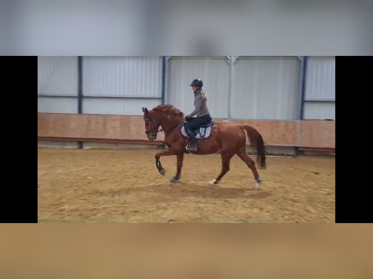 Francés de silla (Selle francais) Caballo castrado 13 años 175 cm Alazán in Eigeltingen