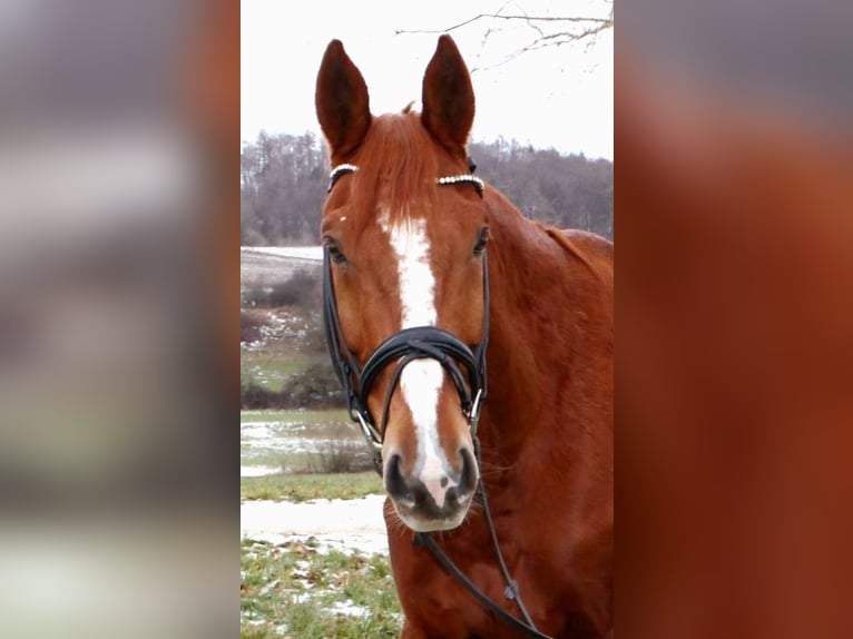 Francés de silla (Selle francais) Caballo castrado 13 años 175 cm Alazán in Eigeltingen