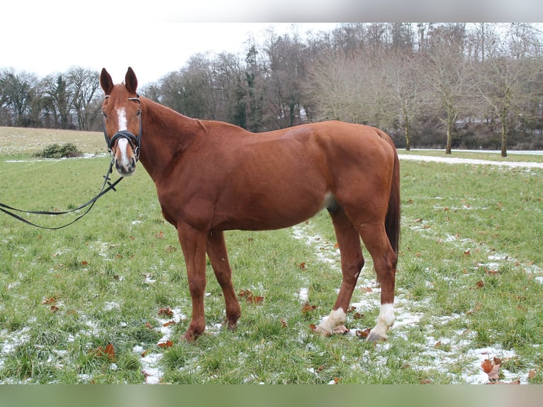 Francés de silla (Selle francais) Caballo castrado 13 años 175 cm Alazán in Eigeltingen