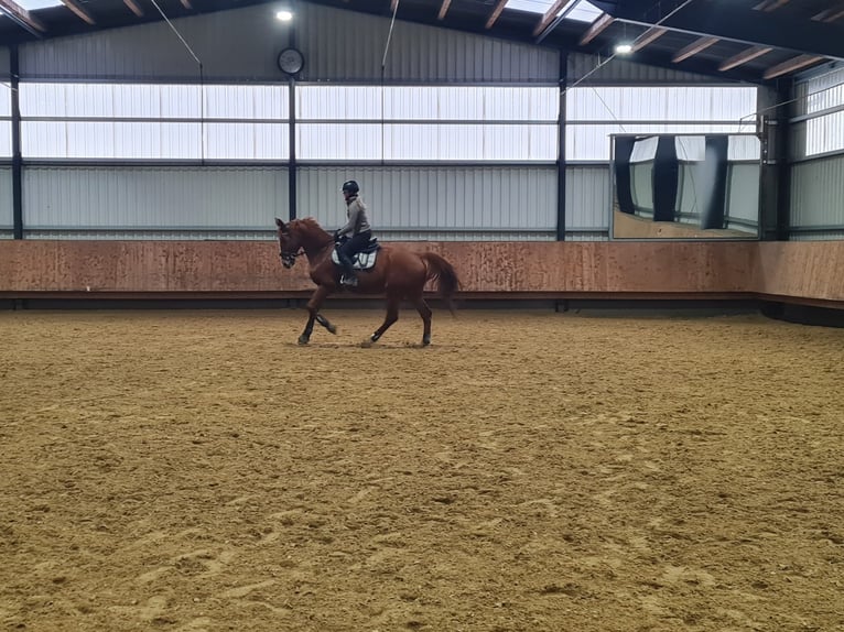 Francés de silla (Selle francais) Caballo castrado 13 años 175 cm Alazán in Eigeltingen