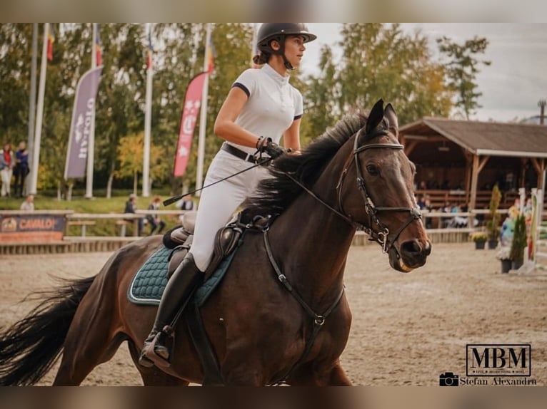 Francés de silla (Selle francais) Mestizo Caballo castrado 13 años 175 cm Castaño oscuro in CORNESTI