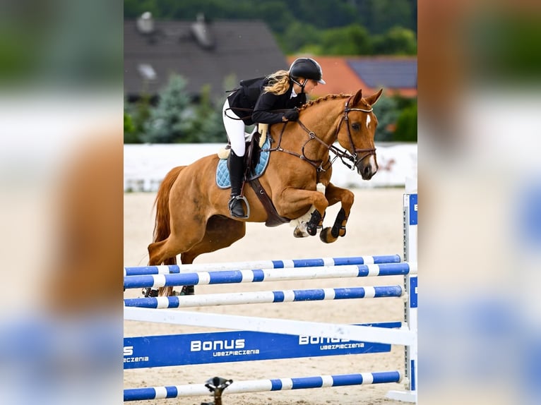 Francés de silla (Selle francais) Caballo castrado 14 años 167 cm Castaño in Sopot