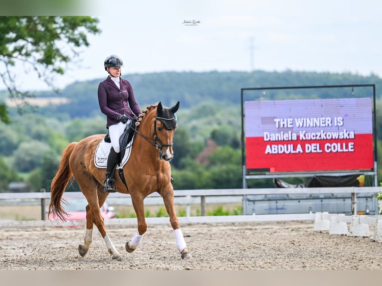 Francés de silla (Selle francais) Caballo castrado 14 años 167 cm Castaño in Sopot