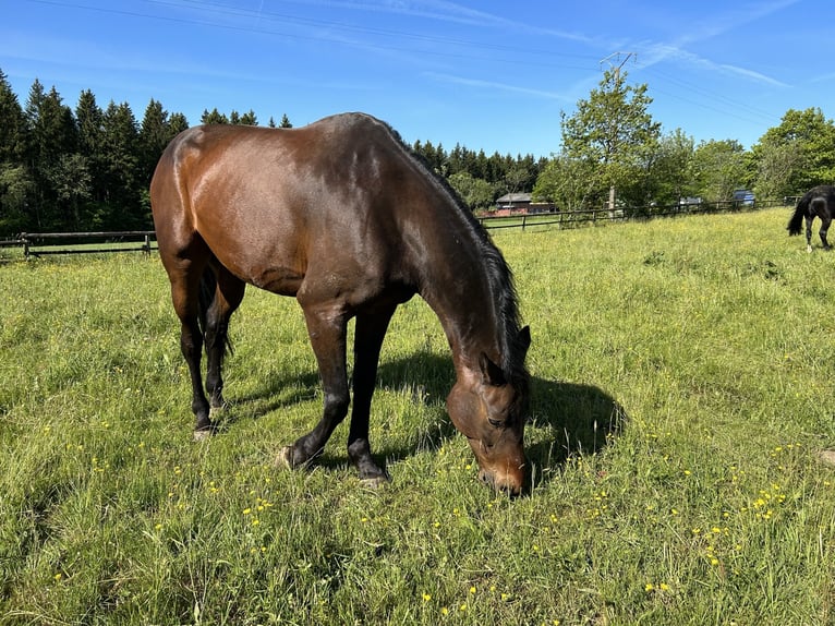 Francés de silla (Selle francais) Caballo castrado 14 años 170 cm Castaño in Weywertz