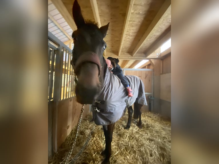 Francés de silla (Selle francais) Caballo castrado 14 años 170 cm Castaño in Weywertz