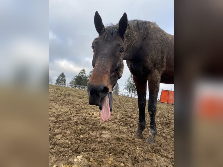 Francés de silla (Selle francais) Caballo castrado 14 años 170 cm Castaño in Weywertz