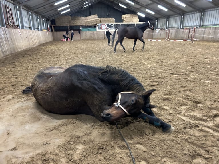 Francés de silla (Selle francais) Caballo castrado 14 años 170 cm Castaño in Weywertz