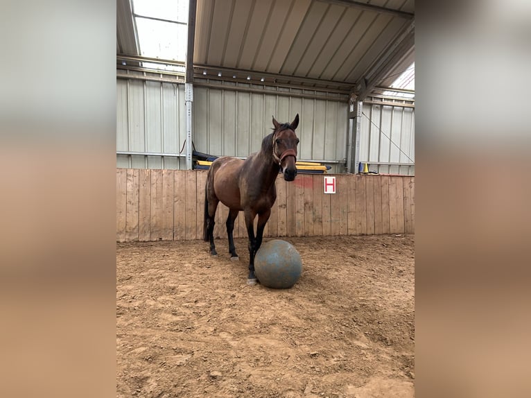 Francés de silla (Selle francais) Caballo castrado 14 años 170 cm Castaño in Weywertz