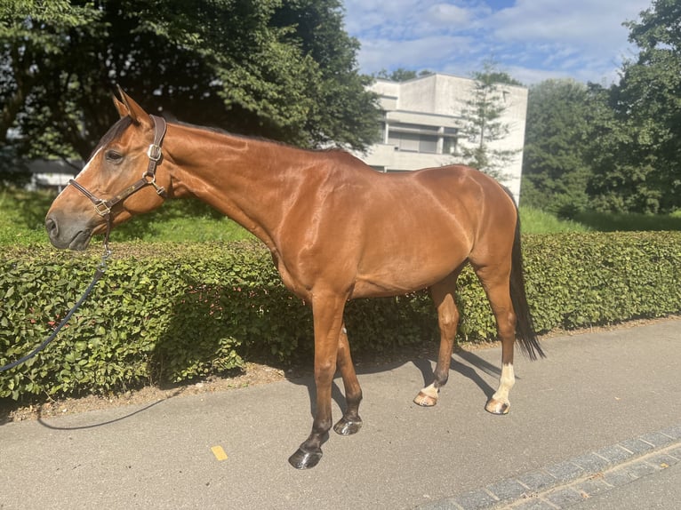 Francés de silla (Selle francais) Caballo castrado 14 años 170 cm Castaño in Dietikon