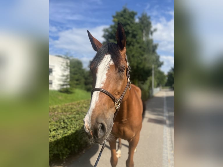 Francés de silla (Selle francais) Caballo castrado 14 años 170 cm Castaño in Dietikon