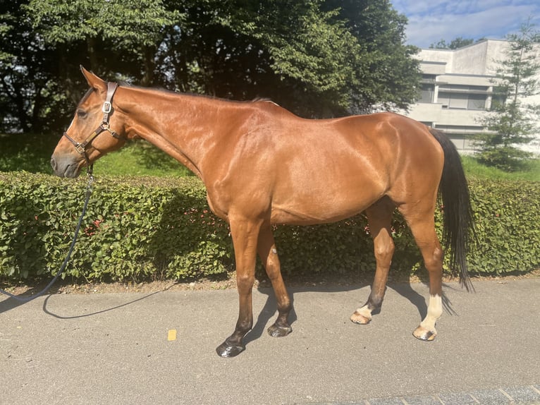 Francés de silla (Selle francais) Caballo castrado 14 años 170 cm Castaño in Dietikon