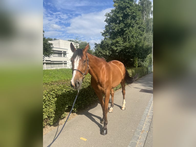 Francés de silla (Selle francais) Caballo castrado 14 años 170 cm Castaño in Dietikon