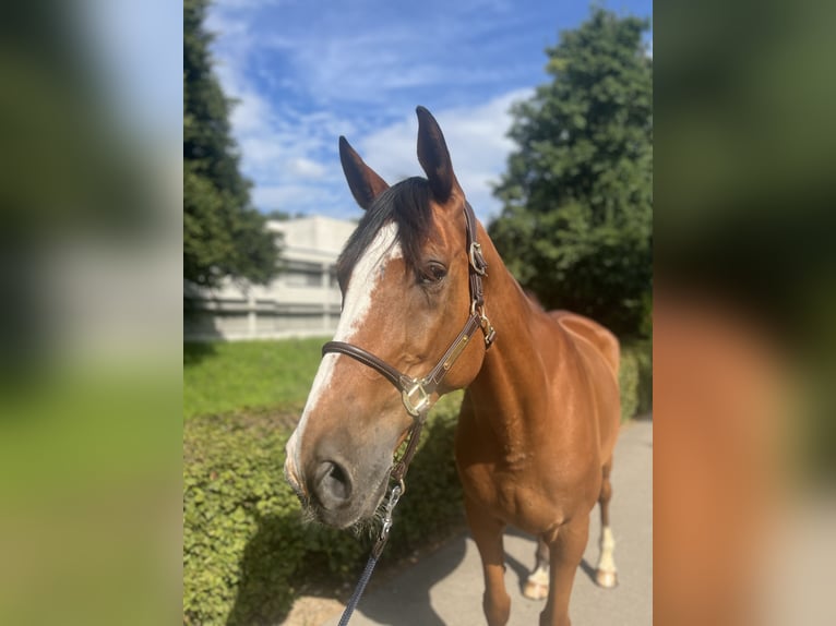 Francés de silla (Selle francais) Caballo castrado 14 años 170 cm Castaño in Dietikon