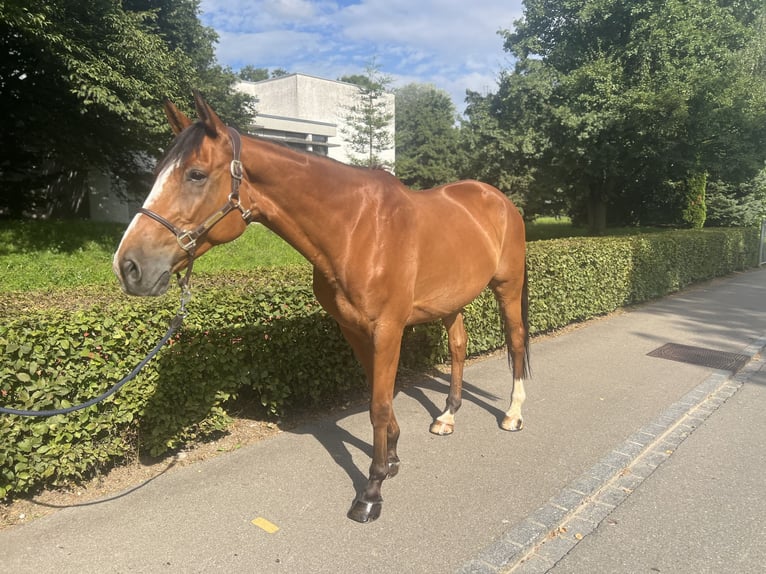 Francés de silla (Selle francais) Caballo castrado 14 años 170 cm Castaño in Dietikon