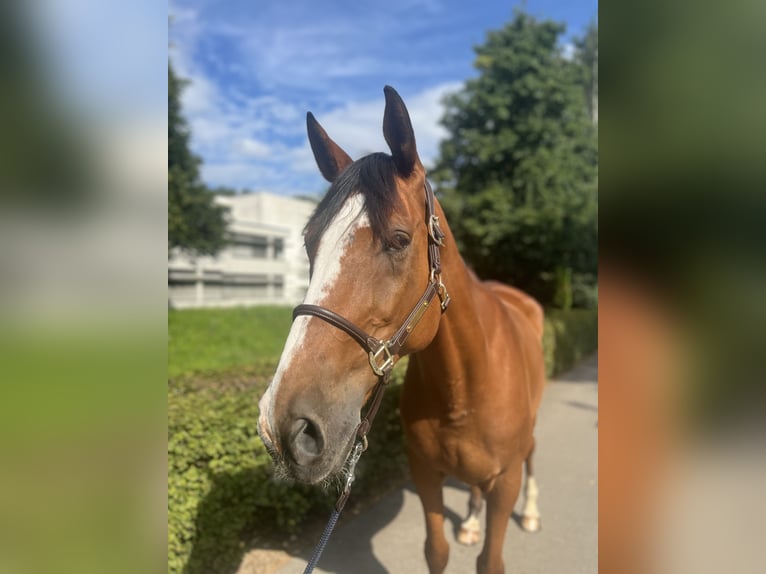 Francés de silla (Selle francais) Caballo castrado 14 años 170 cm Castaño in Dietikon