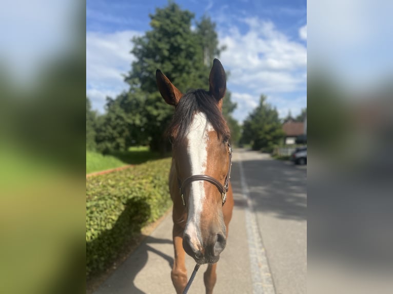 Francés de silla (Selle francais) Caballo castrado 14 años 170 cm Castaño in Dietikon