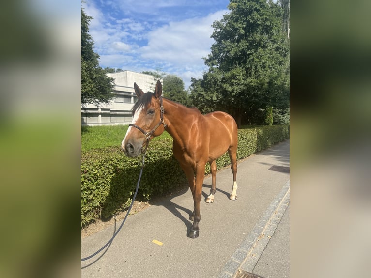 Francés de silla (Selle francais) Caballo castrado 14 años 170 cm Castaño in Dietikon