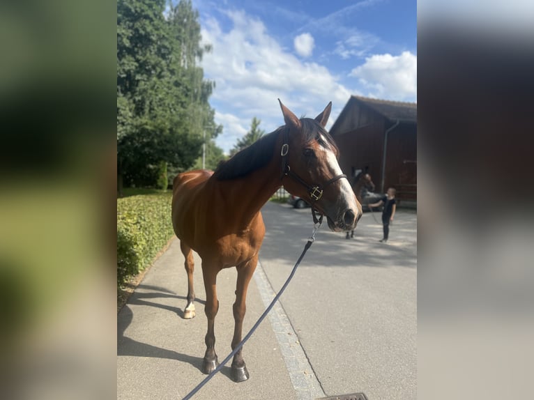 Francés de silla (Selle francais) Caballo castrado 14 años 170 cm Castaño in Dietikon