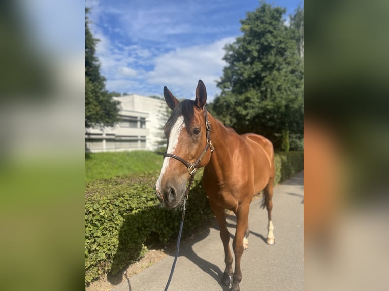 Francés de silla (Selle francais) Caballo castrado 14 años 170 cm Castaño in Dietikon