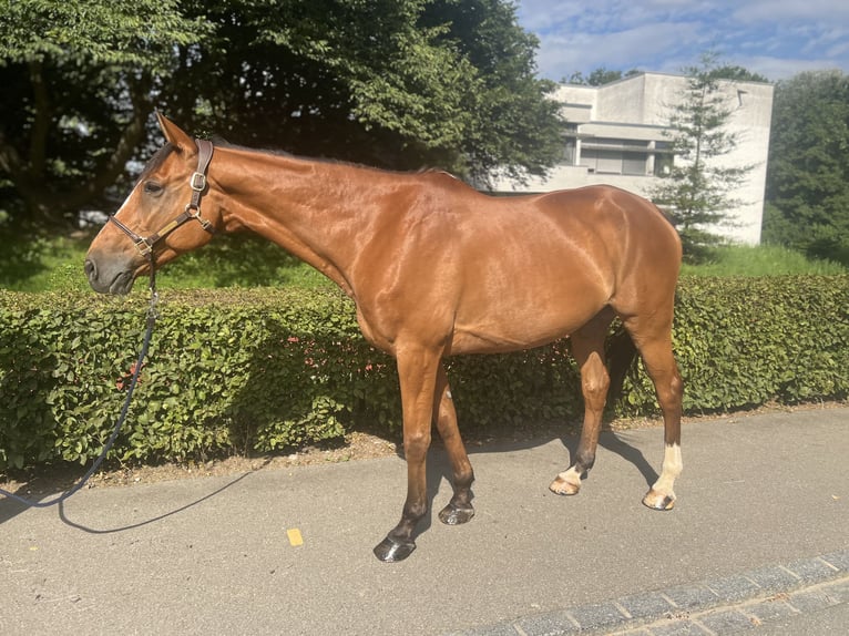 Francés de silla (Selle francais) Caballo castrado 14 años 170 cm Castaño in Dietikon