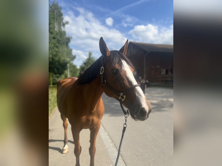 Francés de silla (Selle francais) Caballo castrado 14 años 170 cm Castaño in Dietikon