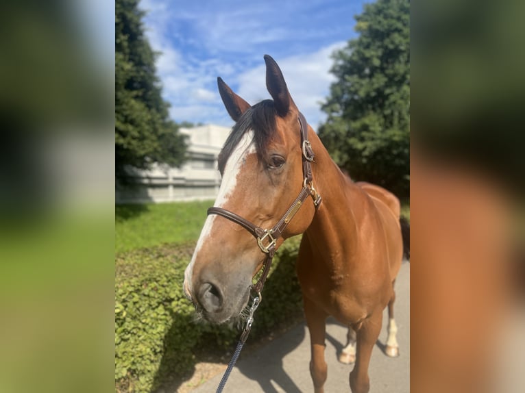 Francés de silla (Selle francais) Caballo castrado 14 años 170 cm Castaño in Dietikon