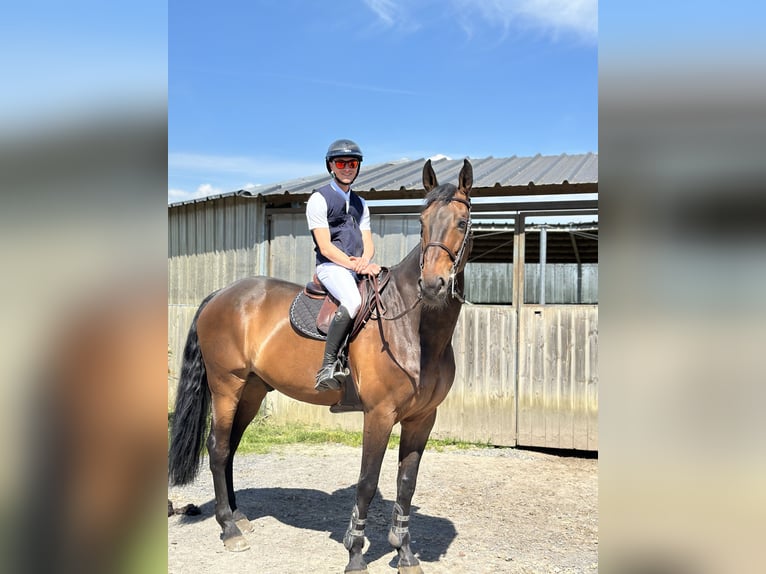 Francés de silla (Selle francais) Caballo castrado 14 años 170 cm Castaño in Hettange grande