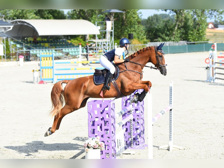 Francés de silla (Selle francais) Caballo castrado 14 años 180 cm Alazán-tostado in Komárom