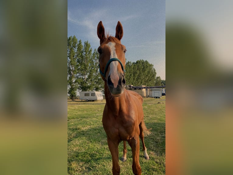 Francés de silla (Selle francais) Caballo castrado 14 años 180 cm Alazán-tostado in Komárom