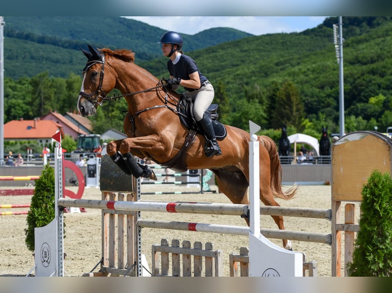 Francés de silla (Selle francais) Caballo castrado 14 años 180 cm Alazán-tostado in Komárom