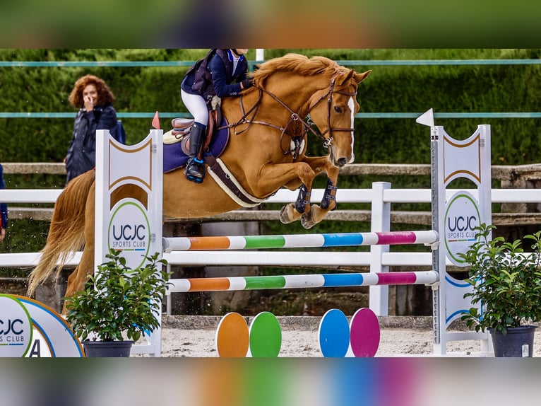 Francés de silla (Selle francais) Caballo castrado 14 años Alazán in Leon