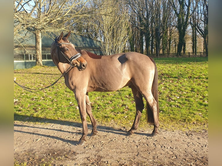 Francés de silla (Selle francais) Caballo castrado 15 años 166 cm Negro in la roche sur yon