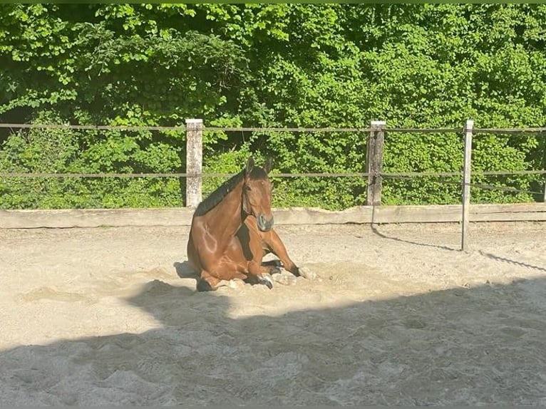 Francés de silla (Selle francais) Caballo castrado 15 años 175 cm Castaño in Bietenholz