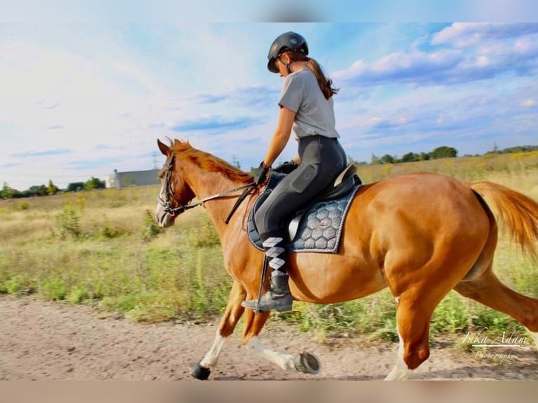 Francés de silla (Selle francais) Caballo castrado 16 años 161 cm Alazán in Barsbüttel