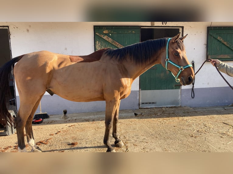 Francés de silla (Selle francais) Caballo castrado 16 años 165 cm Castaño in Santo Estevão