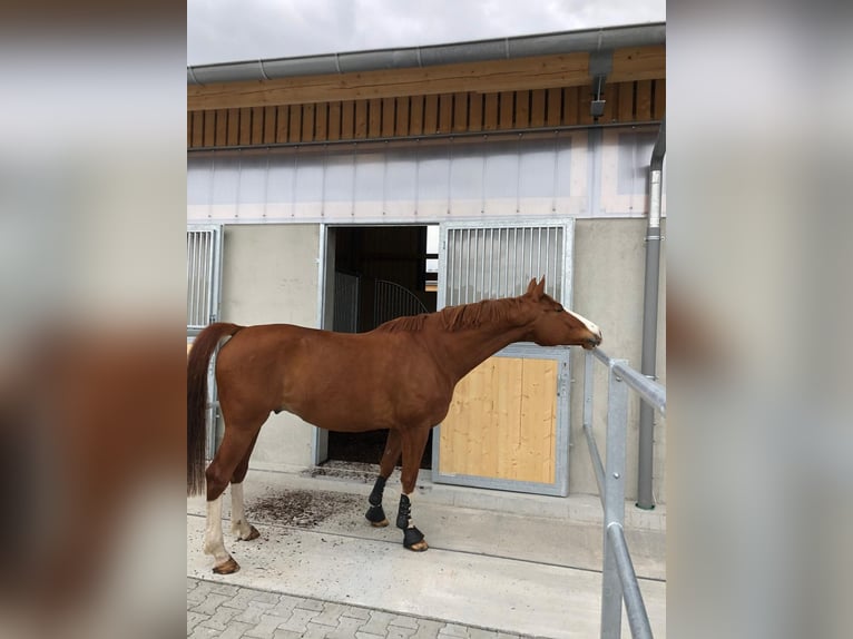 Francés de silla (Selle francais) Caballo castrado 16 años 167 cm Alazán in Ammerbuch