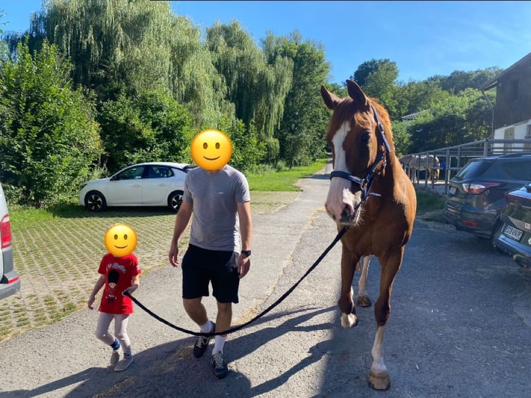 Francés de silla (Selle francais) Caballo castrado 16 años 167 cm Alazán in Ammerbuch