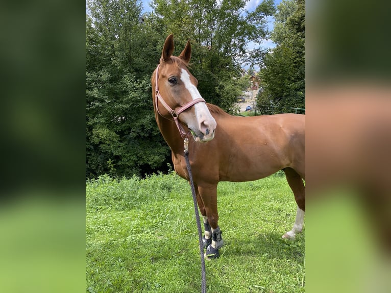 Francés de silla (Selle francais) Caballo castrado 16 años 167 cm Alazán in Ammerbuch