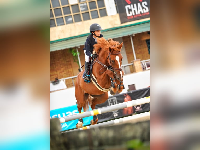 Francés de silla (Selle francais) Caballo castrado 16 años Alazán in León