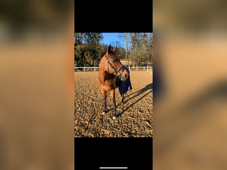 Francés de silla (Selle francais) Caballo castrado 17 años 160 cm Castaño in Bayreuth